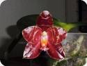 Phal. Yaphon Giganboy